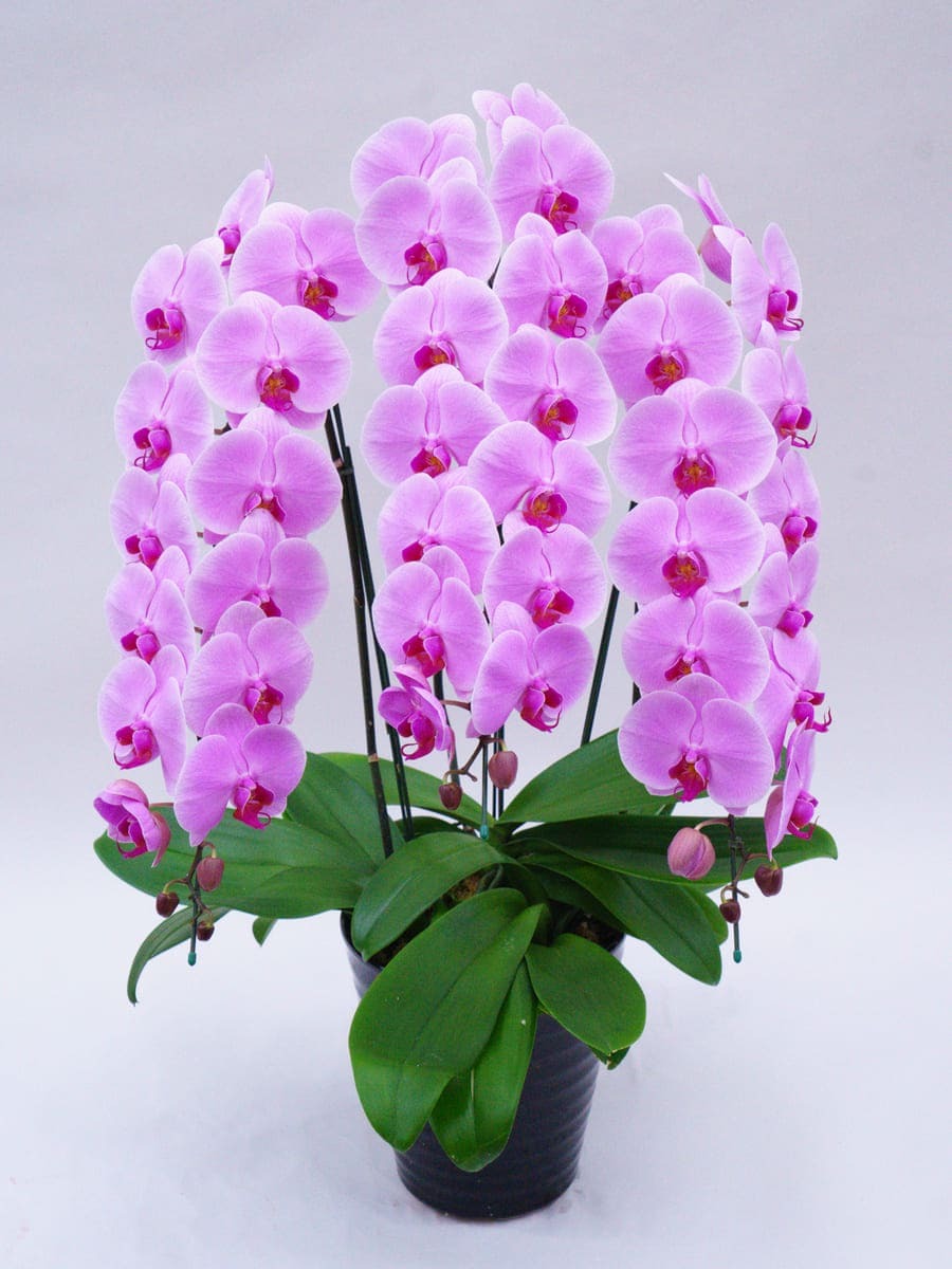 hanamaroページ 胡蝶欄・花の通販HANAMARO(はなまろ)【送料無料・当日配送】